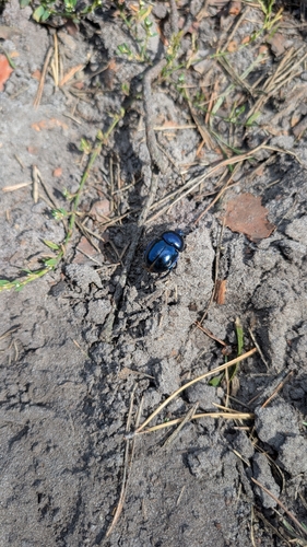 Springtime Dung Beetle