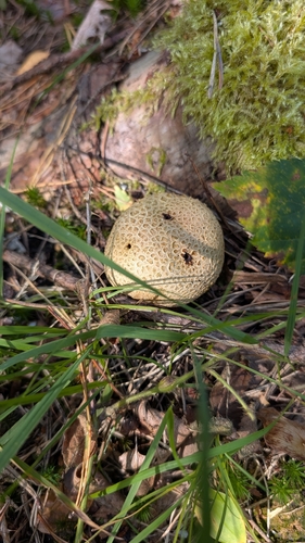 common earthball