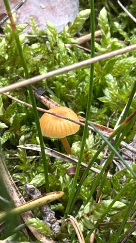Orange Moss Navel