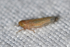 Graminella plana