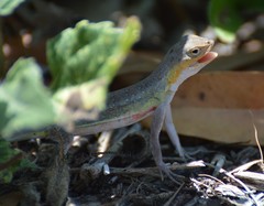 Holbrookia propinqua