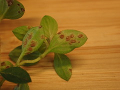 Puccinia menthae
