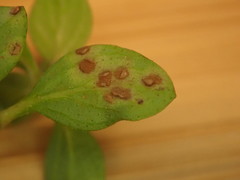 Puccinia menthae