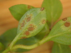 Puccinia menthae