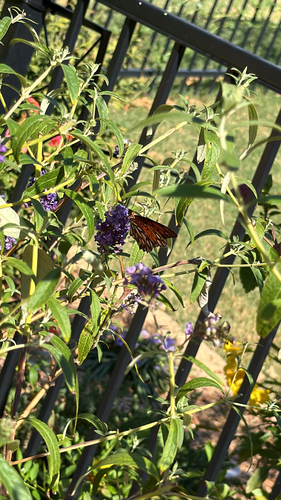 Gulf Fritillary