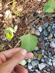 Calystegia atriplicifolia buttensis
