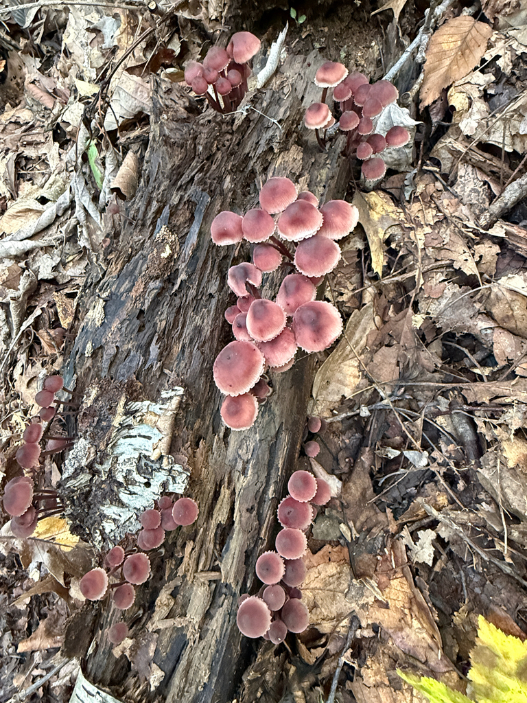 Bleeding Fairy Helmet · September 2026 · photo: Photo: (c) nebrooks, some rights reserved (CC BY) · iNaturalist