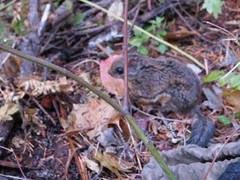 Glaucomys oregonensis