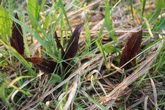 Dactylorhiza incarnata cruenta