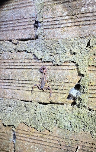 Tityus brazilae