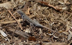 Holbrookia propinqua