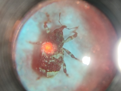 Poplar-and-Willow Borer