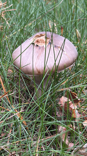 Grey-veiled Amanita