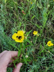 Oenothera berlandieri pinifolia