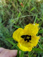 Oenothera berlandieri pinifolia
