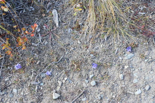 Campanula lasiocarpa, photograph 6