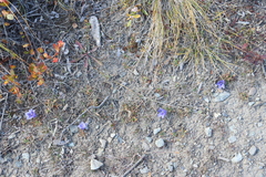 Campanula lasiocarpa, photograph author not stated, no rights reserved