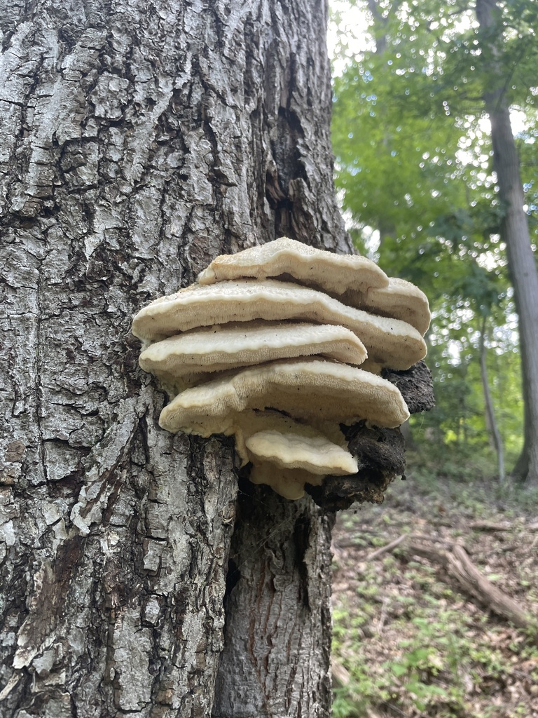Northern Tooth · September 2026 · photo: Photo: no rights reserved · iNaturalist