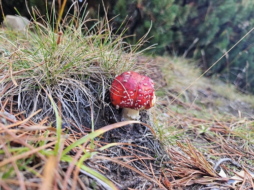 Fly Agaric