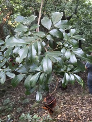 Pararchidendron pruinosum