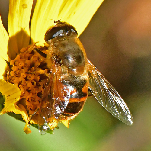 Common Drone Fly
