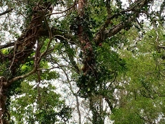 Ficus aurantiaca parvifolia