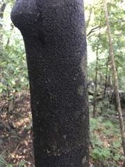 Pararchidendron pruinosum