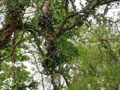 Ficus aurantiaca parvifolia