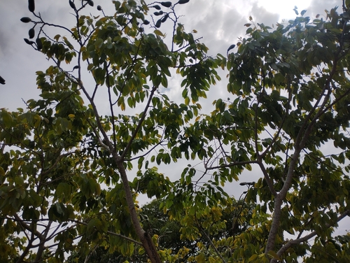 Hymenaea courbaril, photograph 5