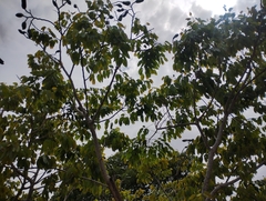 Hymenaea courbaril, photograph (c) The Great Walter, some rights reserved (CC BY)