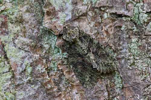 Brindled Green