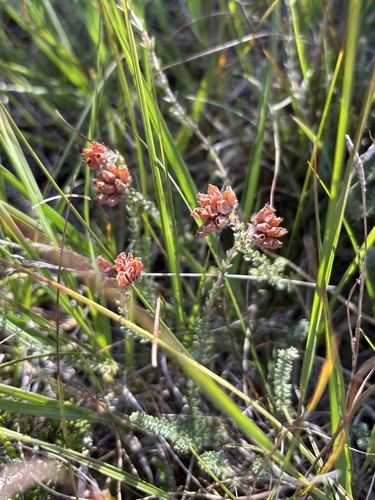 Cross-leaved Heath