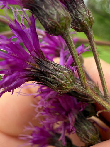 Broadleaf Ironweed
