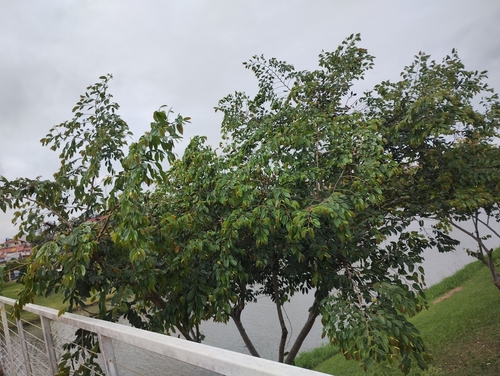Hymenaea courbaril, photograph 4