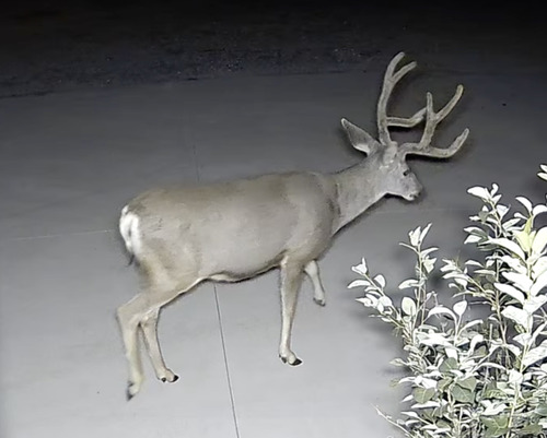 Mule Deer