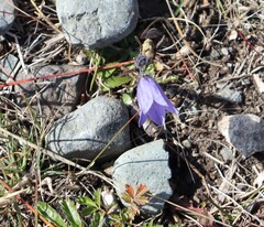 author not stated, no rights reserved Campanula lasiocarpa, photograph author not stated, no rights reserved