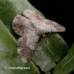 Pingasa rubimontana