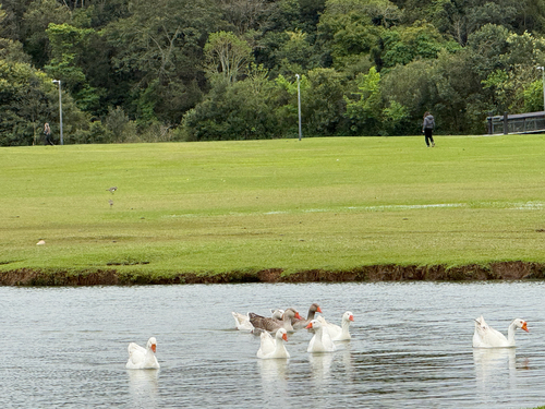 iNaturalist image