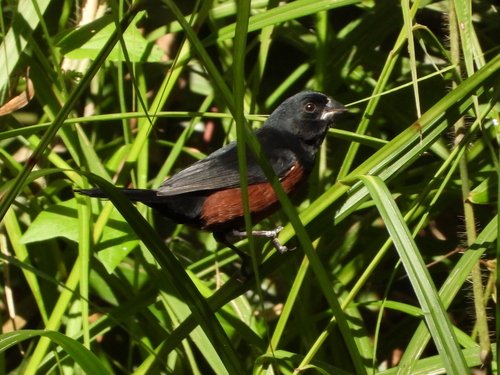 Chestnut-bellied Seed-Finch