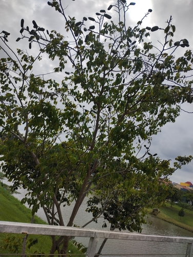 Hymenaea courbaril, photograph 3