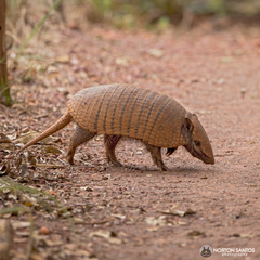 Euphractus sexcinctus