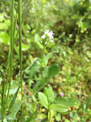 Plectritis macrocera