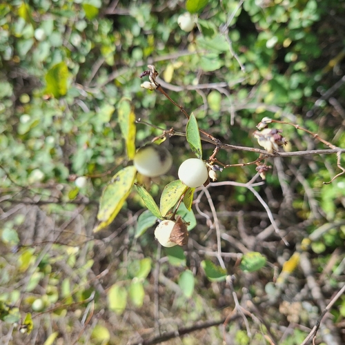 Common Snowberry
