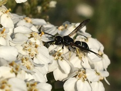 Ancistrocerus albolacteus