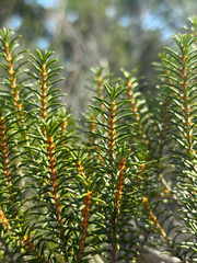 Ceratiola ericoides