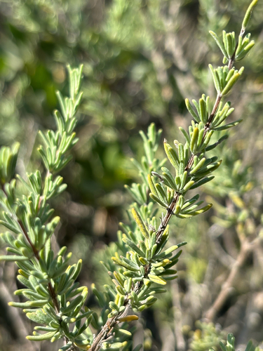 Conradina canescens, photograph 2