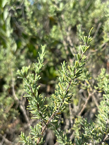 Conradina canescens, photograph 3