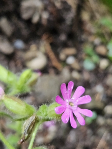 red campion