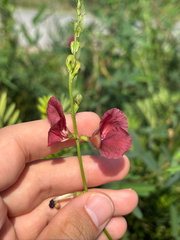 Macroptilium lathyroides, photograph author not stated, no rights reserved