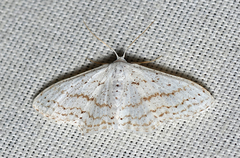 Idaea tacturata